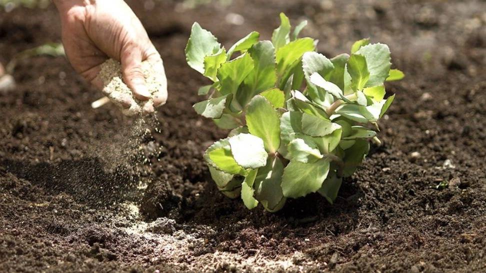 آشنایی با چند نوع کود زیستی