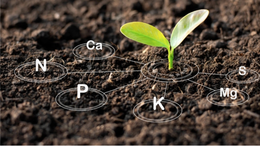 Familiarity with several types of biofertilizers Familiarity with several types of biofertilizers