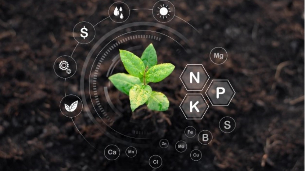 Types of biological fertilizers Types of biological fertilizers