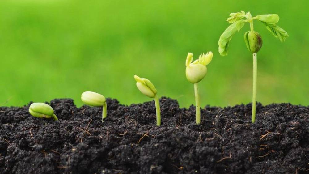 انواع کودهای بیولوژیکی انواع کودهای بیولوژیکی